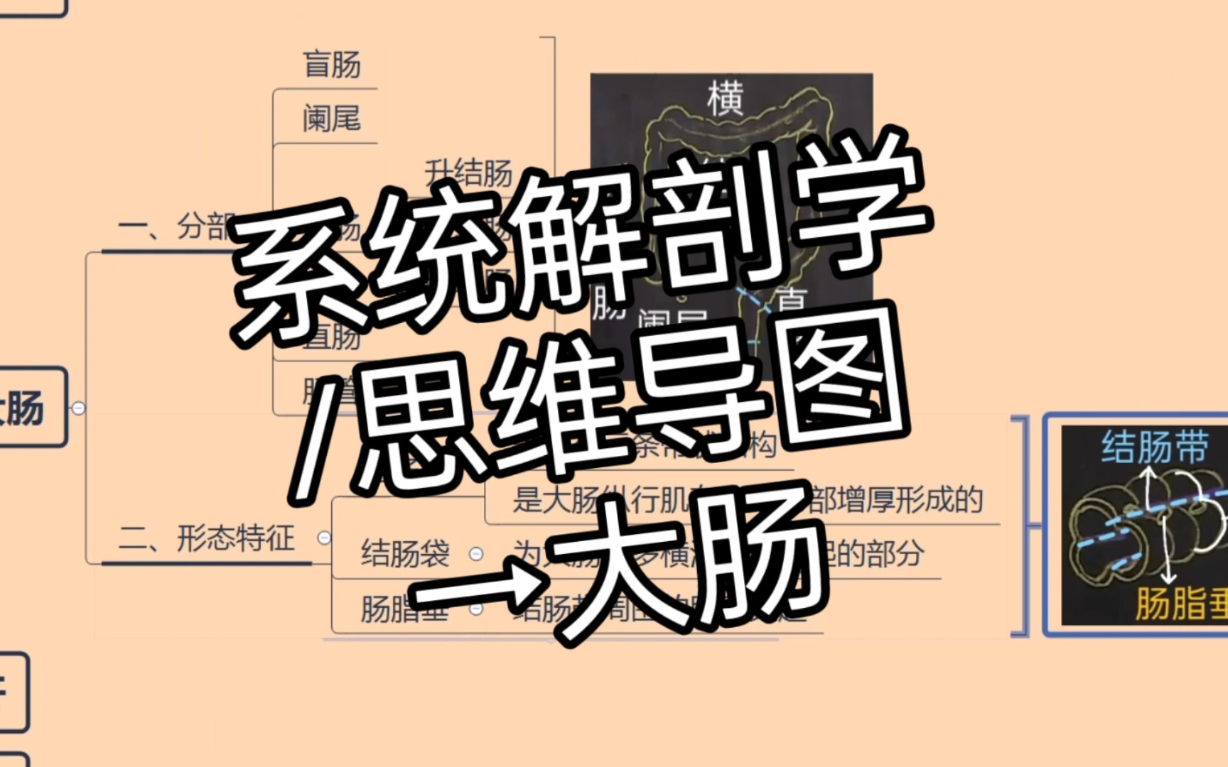 【系统解剖学笔记】大肠→系统解剖学/霍琨老师/思维导图哔哩哔哩bilibili