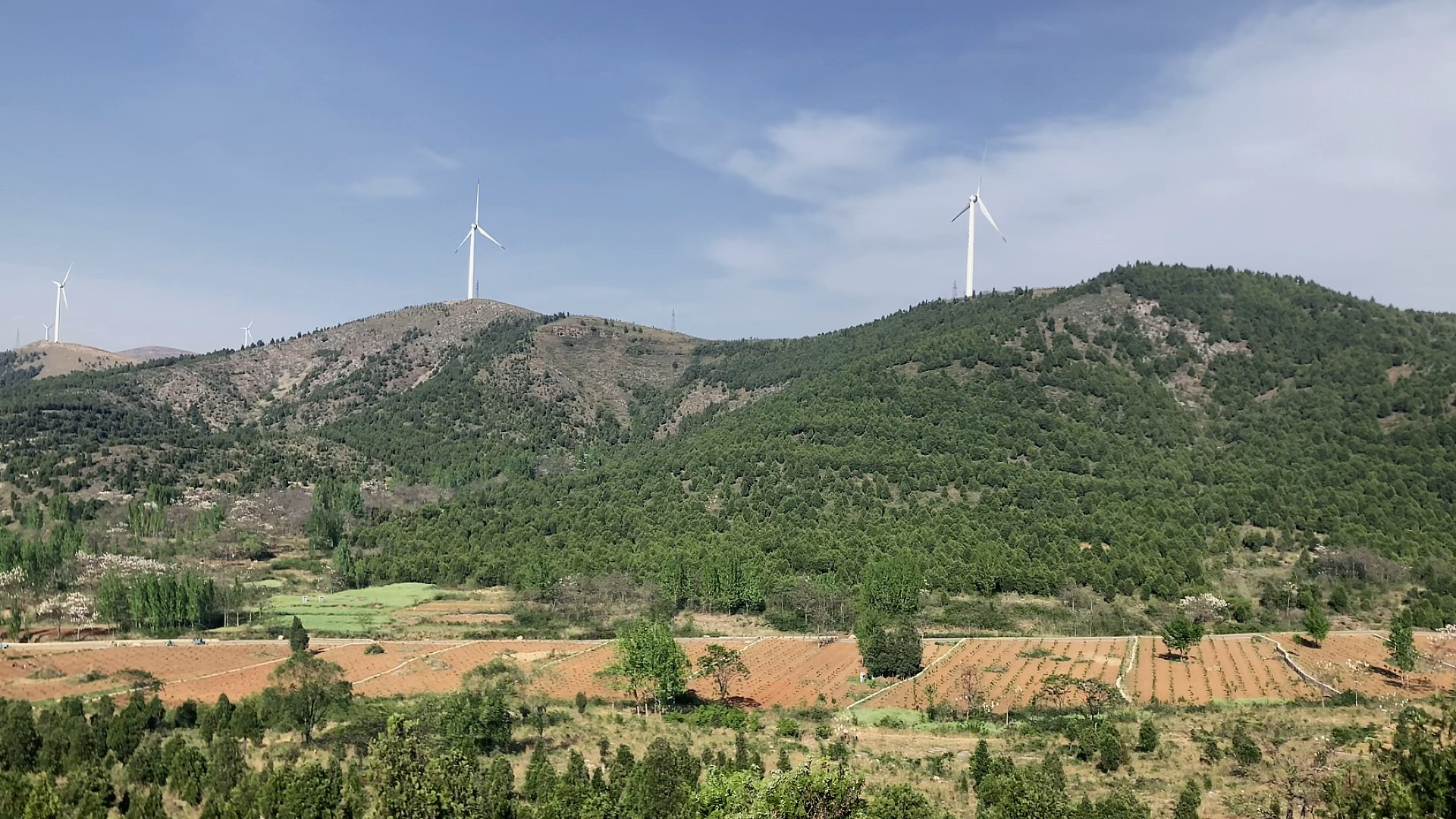 梧桐村的春天淮北