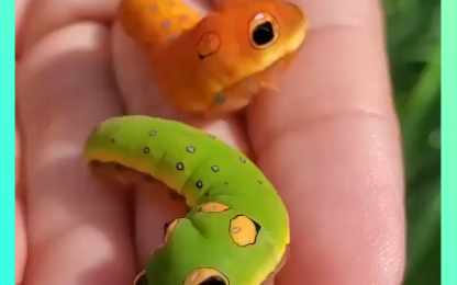 北美银月豹凤蝶的幼虫,动画片里出来的!