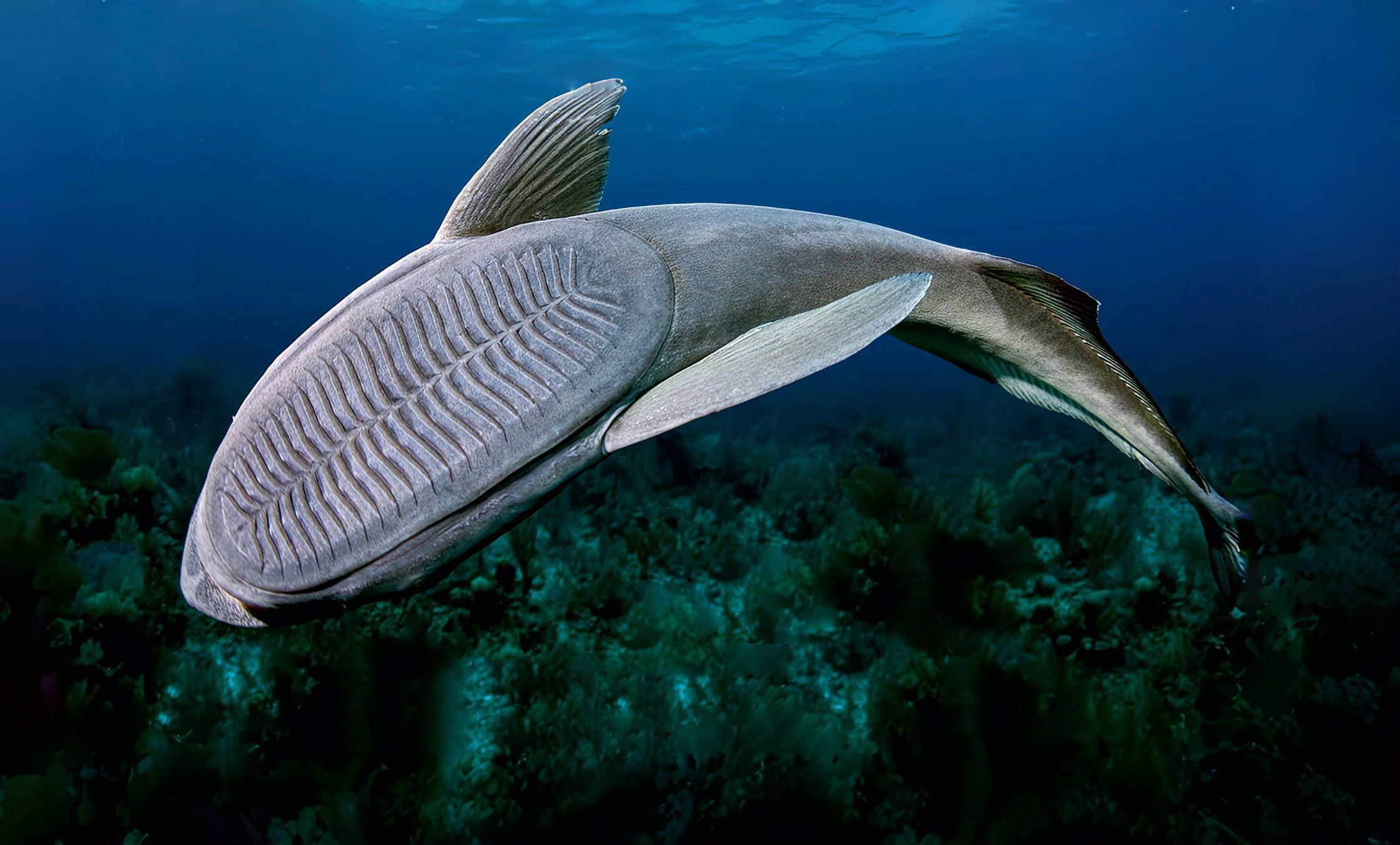 吸盘鱼:海洋里最死乞白咧的鱼