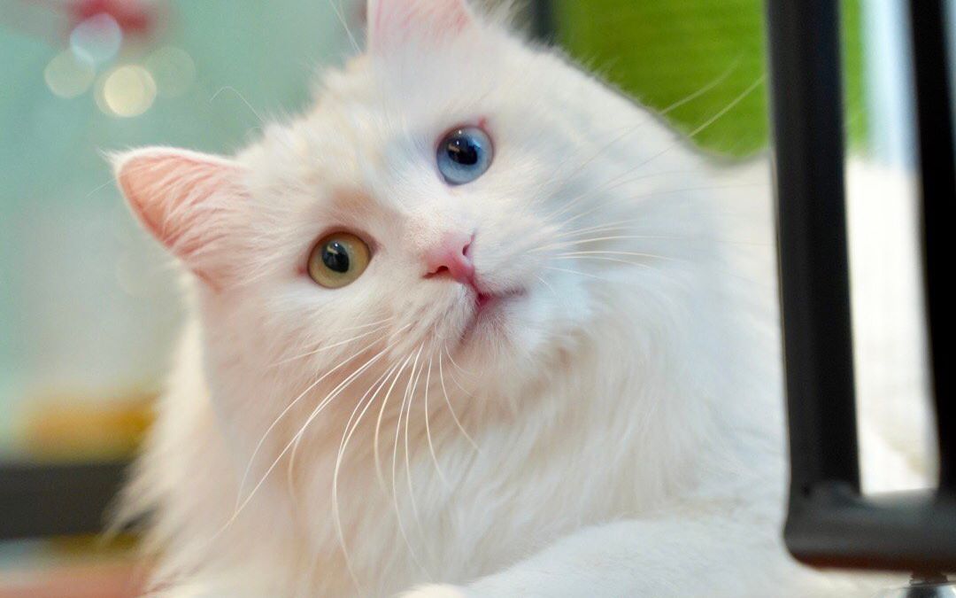 饭团小夫妻九月二十二日直播录屏