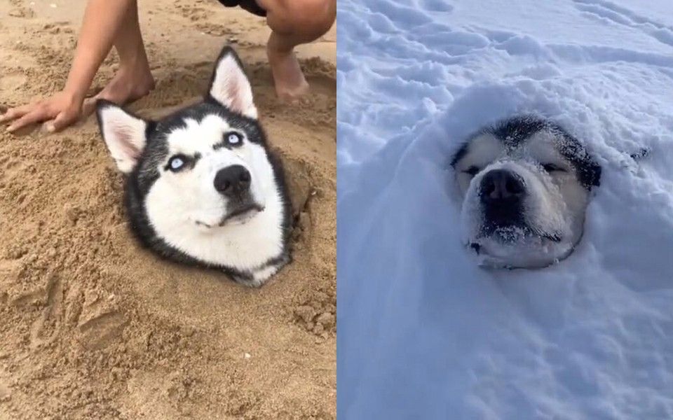 哈士奇和主人玩耍,没想到后一秒就被活埋在雪地里,二哈眼神很无奈
