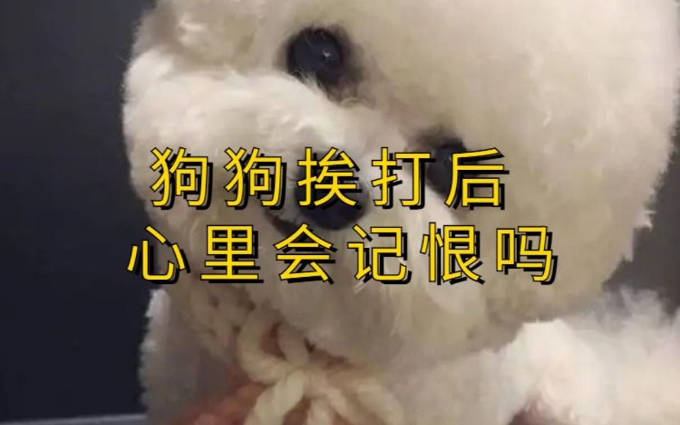 狗狗挨打后 心里会记恨吗哔哩哔哩bilibili