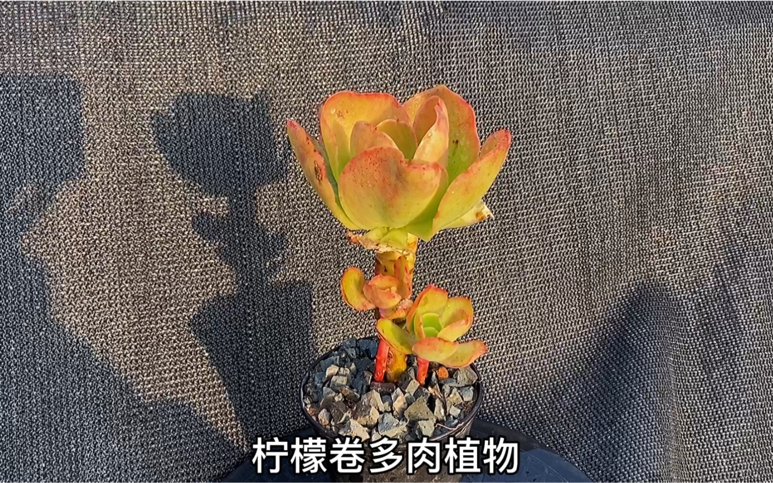 猪的多肉柠檬卷多肉植物