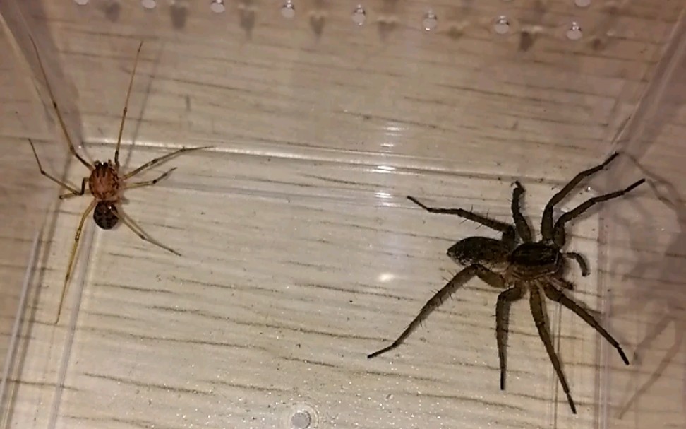 花皮蛛捕食某狼蛛_哔哩哔哩 (゜-゜)つロ 干杯~-bilibili