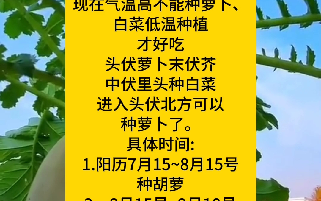 你知道吗?萝卜白菜的种植时间你知道吗
