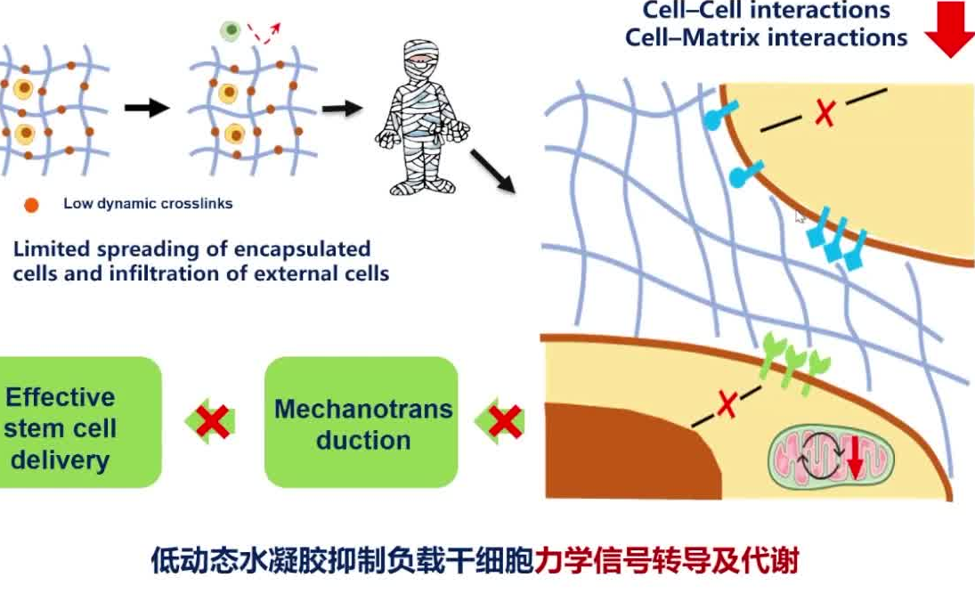 20220820华南理工大学边黎明Engineering the molecular dynamics of polymeric biomateria...哔哩哔哩bilibili