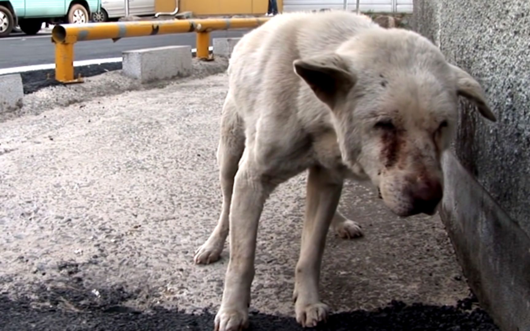 假流浪狗日日出现在街头,哭泣着寻找主人踪迹,感动