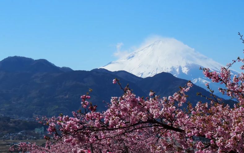 【超清日本】神奈川县的满开山樱 now in full bloom of early