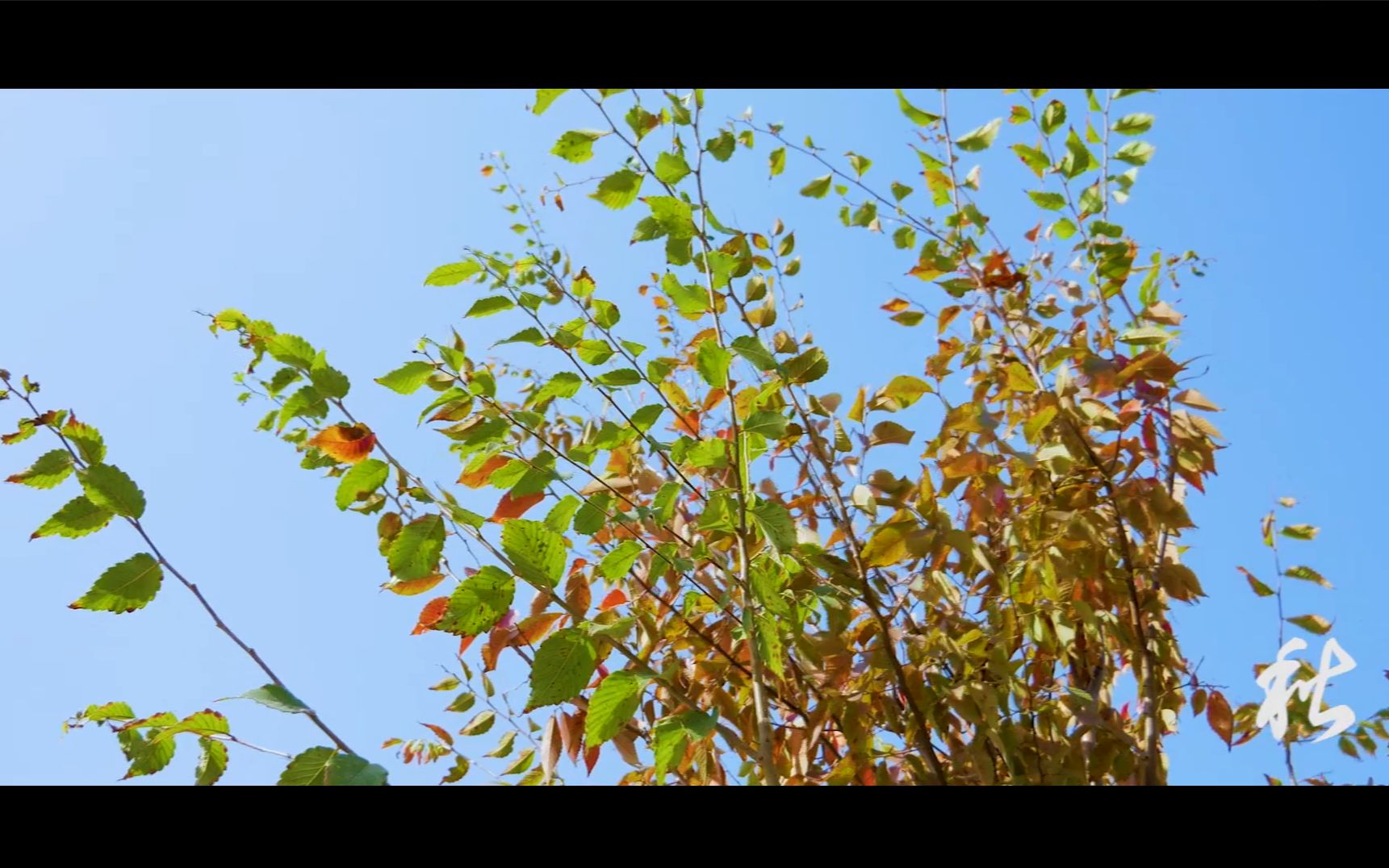 温柔的好天气总是和你一样温暖