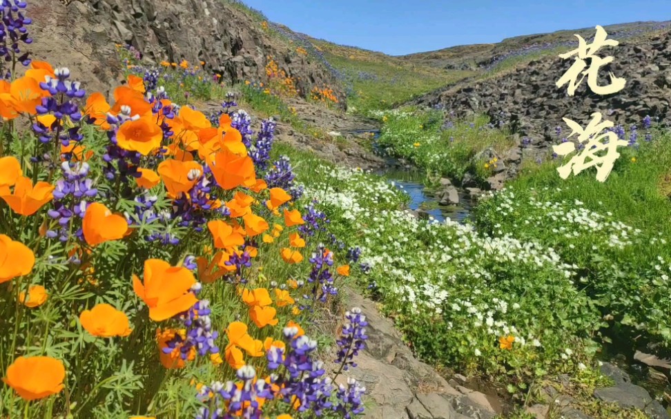 一年一度加州桌子山(Table Mountain)盛花期,跟我一起欣赏这片花海吧哔哩哔哩bilibili