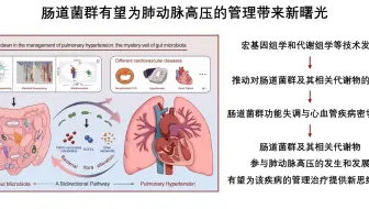 iMeta | 熊长明/杨跃进/郑乐民综述肠道菌群在肺动脉高压中的神秘面纱