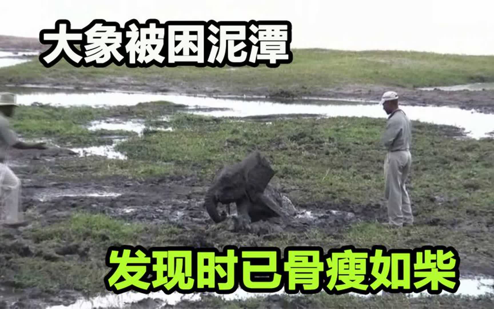 大象被困泥潭,瘦成皮包骨仍努力求生,众人展开生死营救
