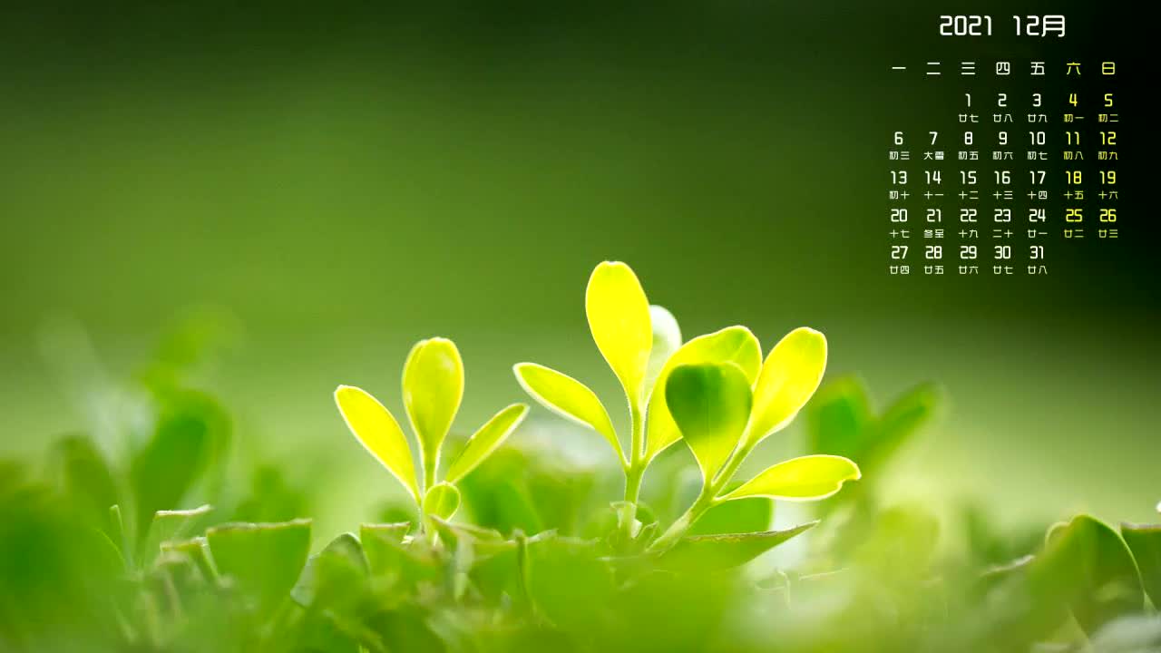 ppt 背景 壁纸 电脑桌面 发芽 绿色 绿色植物 嫩芽 嫩叶 新芽 植物