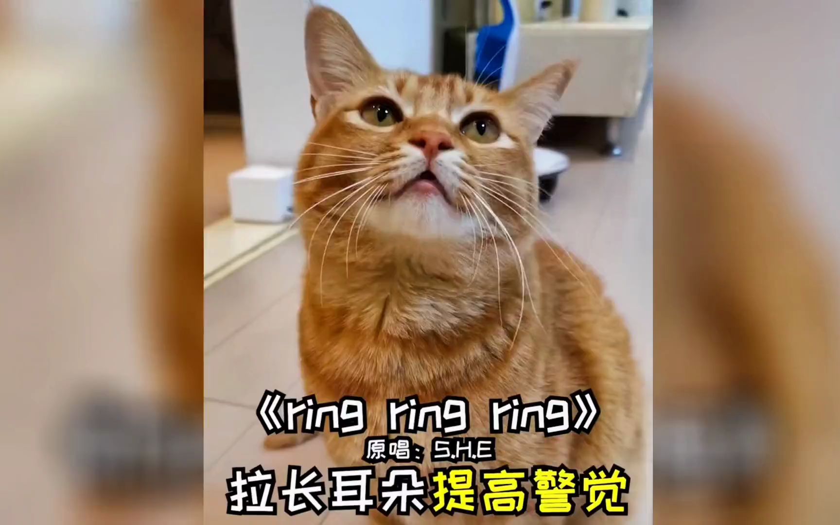 [图]喵界歌王猫不易，各种曲风轻松唱，真是太有才了，好听到耳朵怀孕