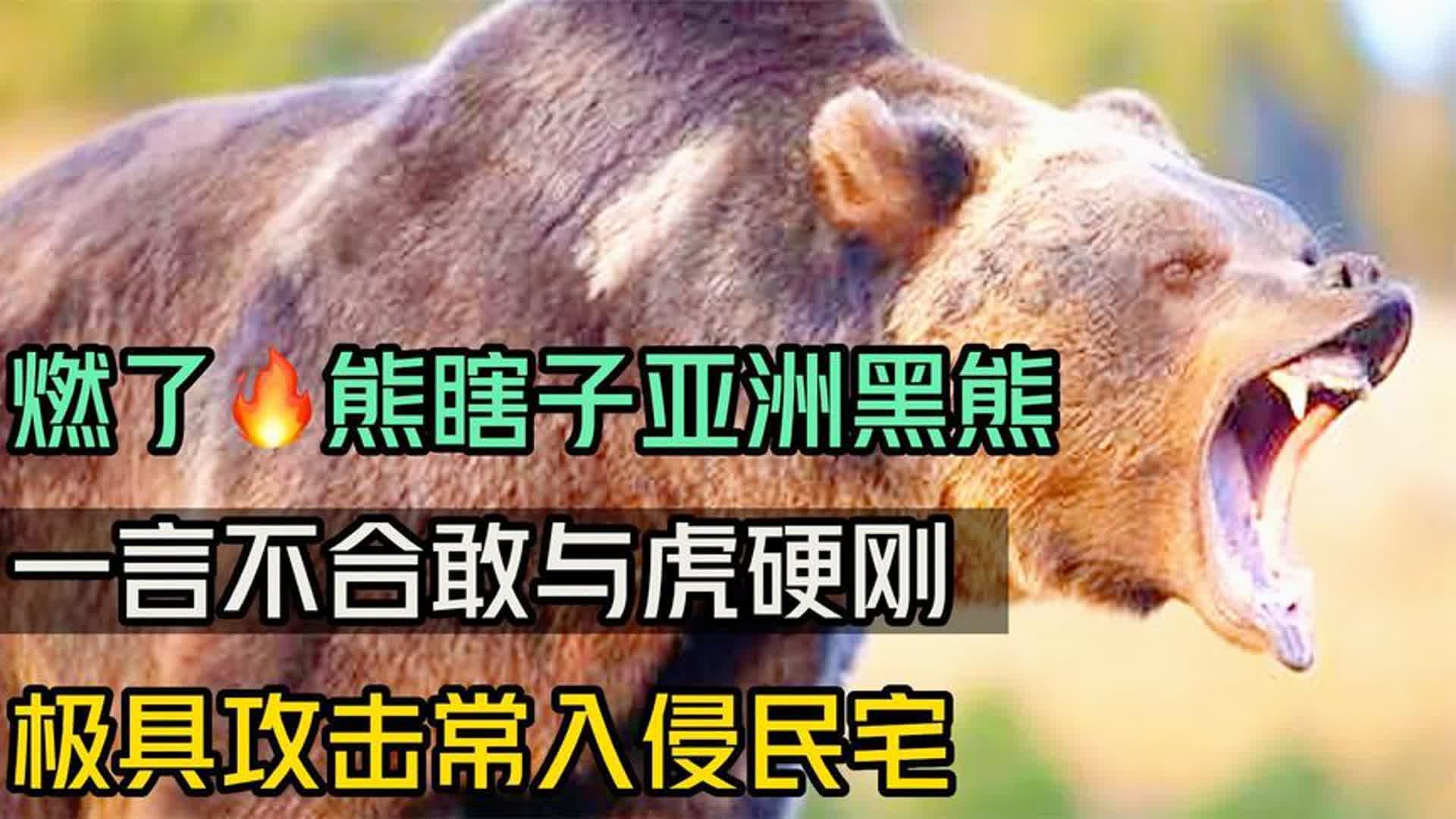 亚洲黑熊vs东北虎图片