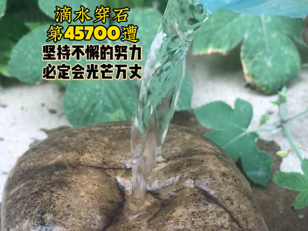 滴水穿石打一动物图片