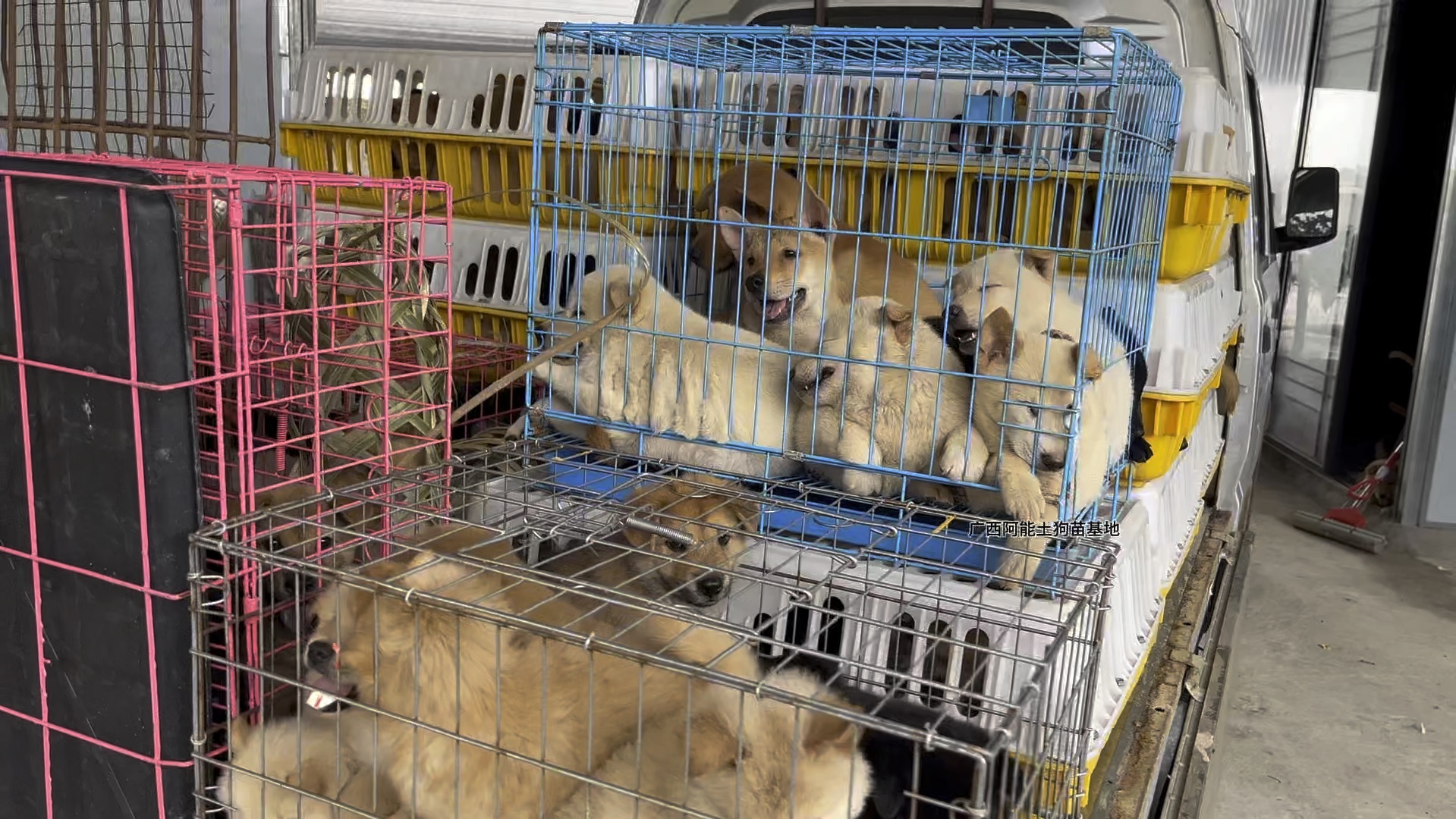 广西土狗苗田园犬基地好多白土松 五黑犬 黄狗白面 土狗苗养殖基地