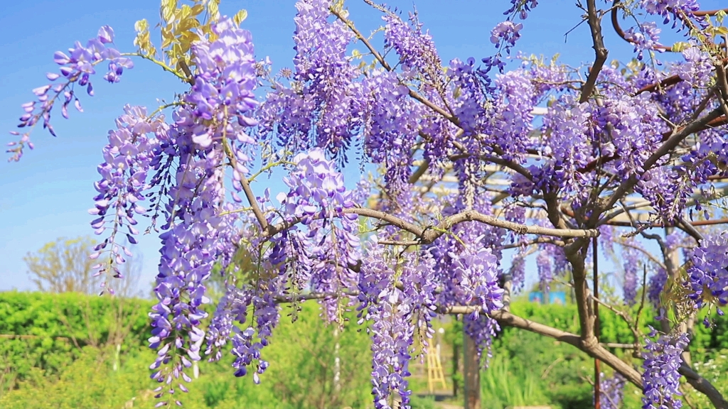 [图]花园里的树状紫藤开了