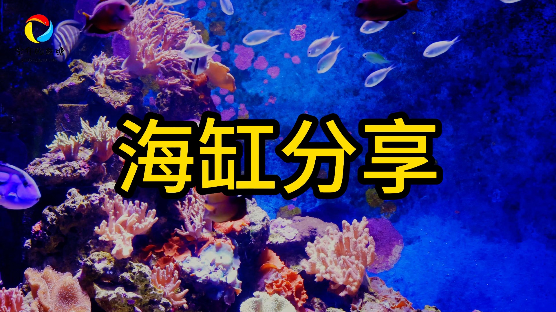 今日份海缸分享哔哩哔哩bilibili