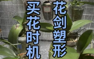 Tải video: 网购蝴蝶兰的时机、花剑塑形（阿祖收手吧）