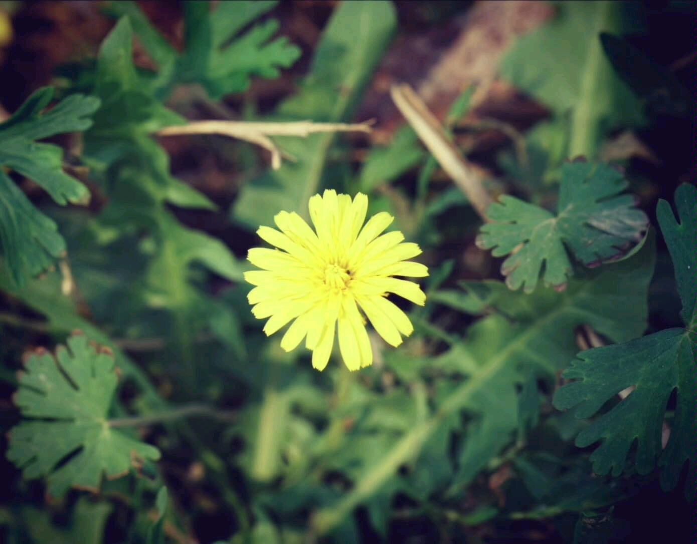 清明過了桃花盡,頗覺春榮屬菜花.