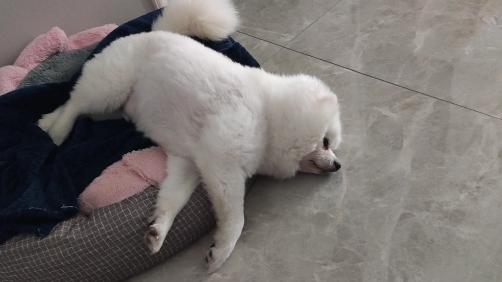 summer躺尸,累觉不爱!