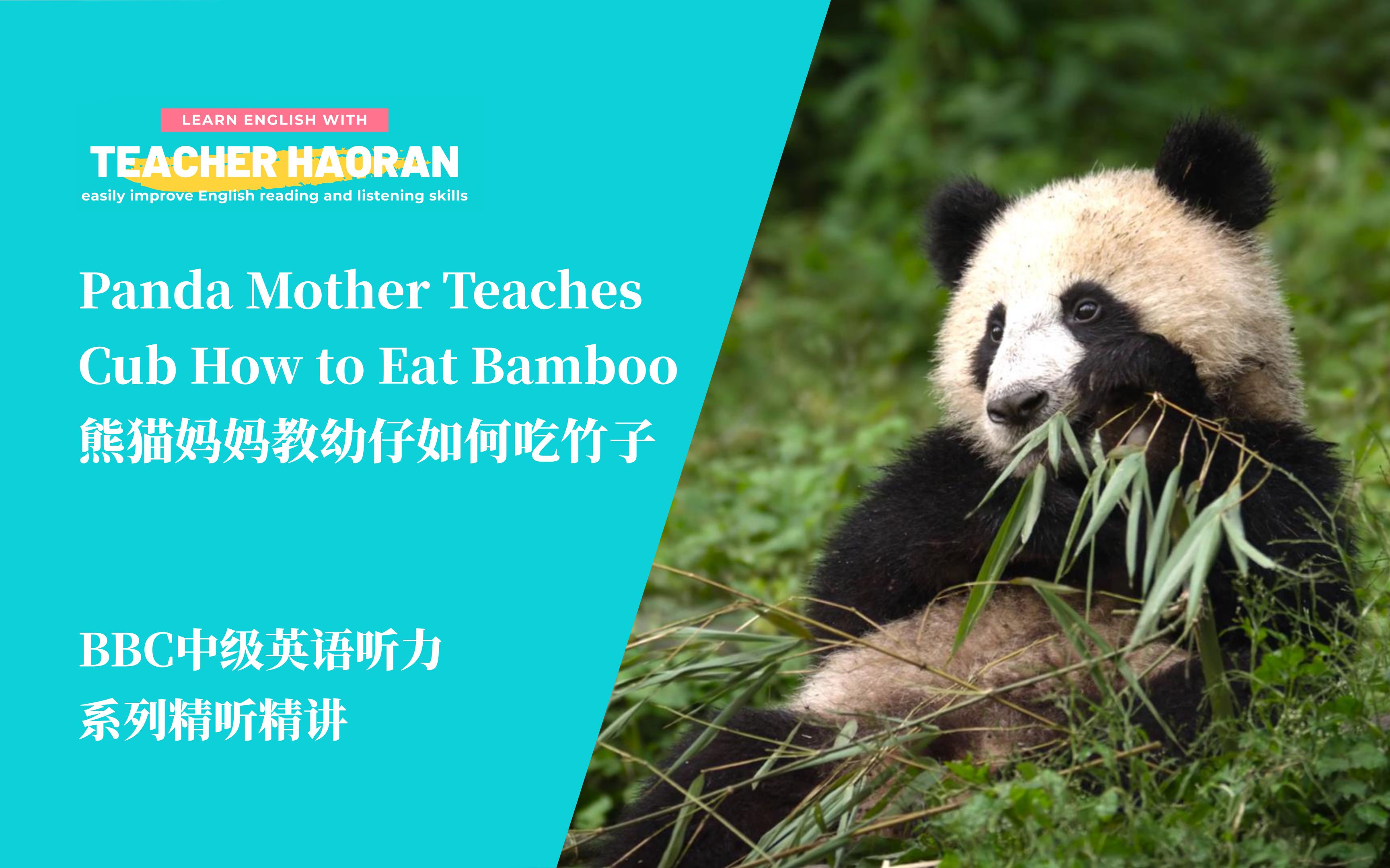 【BBC中级英语听力】Panda Mother Teaches Cub How to Eat Bamboo丨熊猫妈妈教幼仔如何吃竹子丨原版视频丨配套学习资料哔哩哔哩bilibili