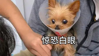 害怕但努力保持乖巧