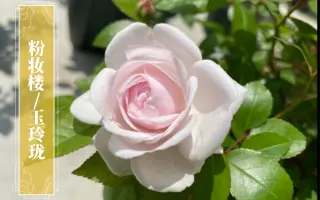 中国月季 搜索结果 哔哩哔哩 Bilibili