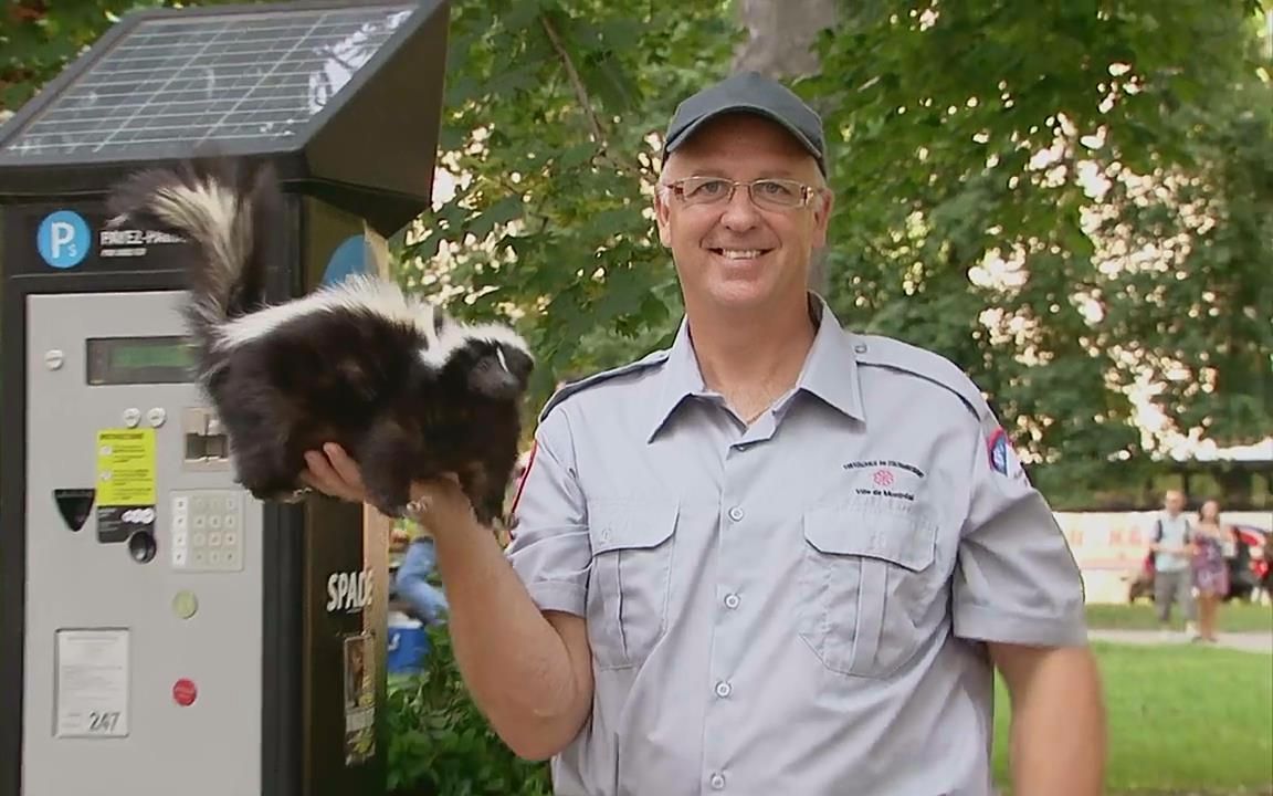 一只臭鼬的罚单