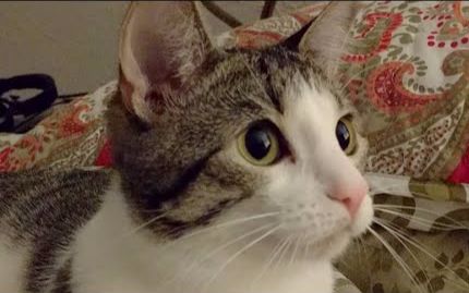 kittenacademy奶猫近距离日常来围观蒸猫啦