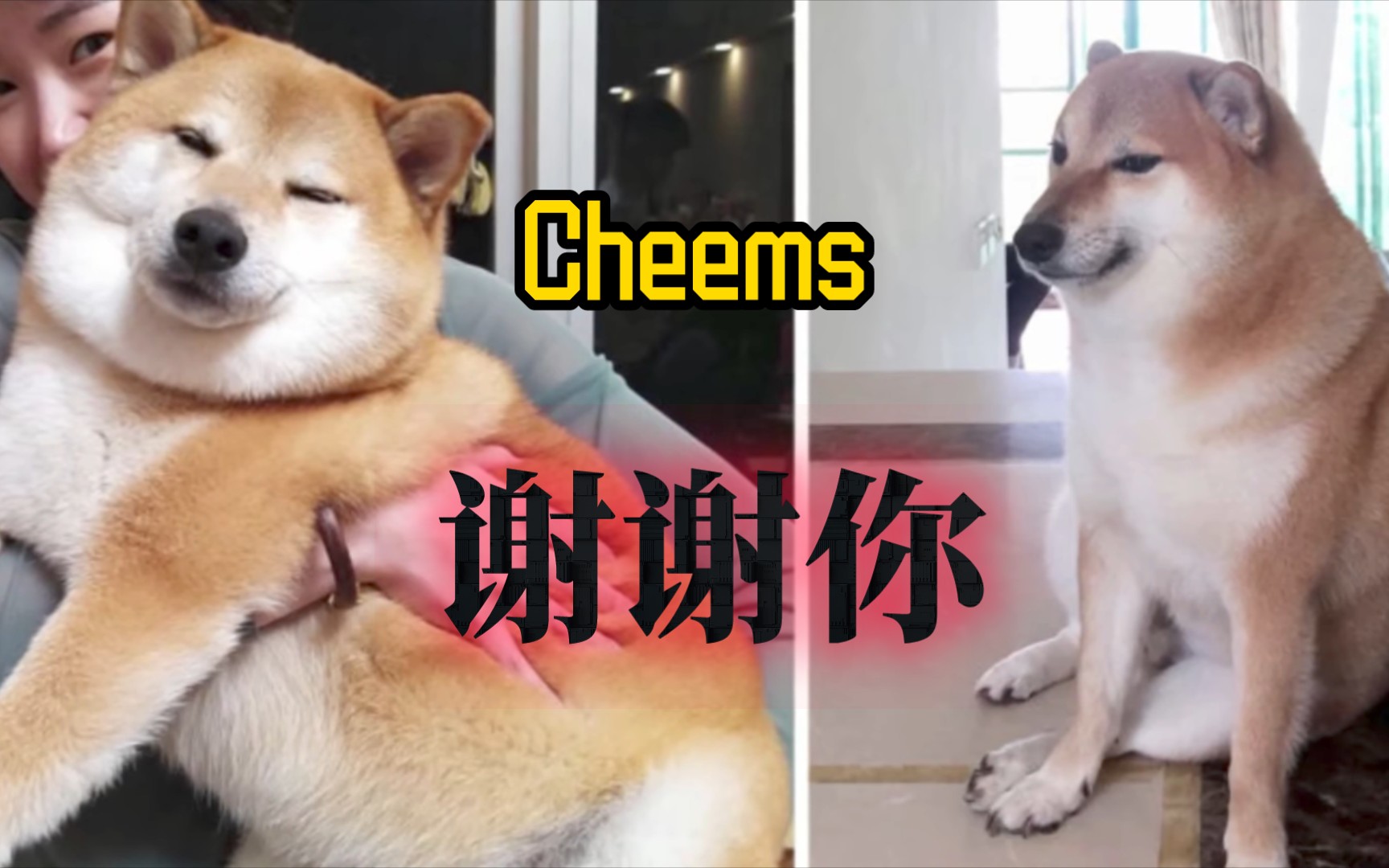 [图]【Cheems离世】回忆Cheems的一生