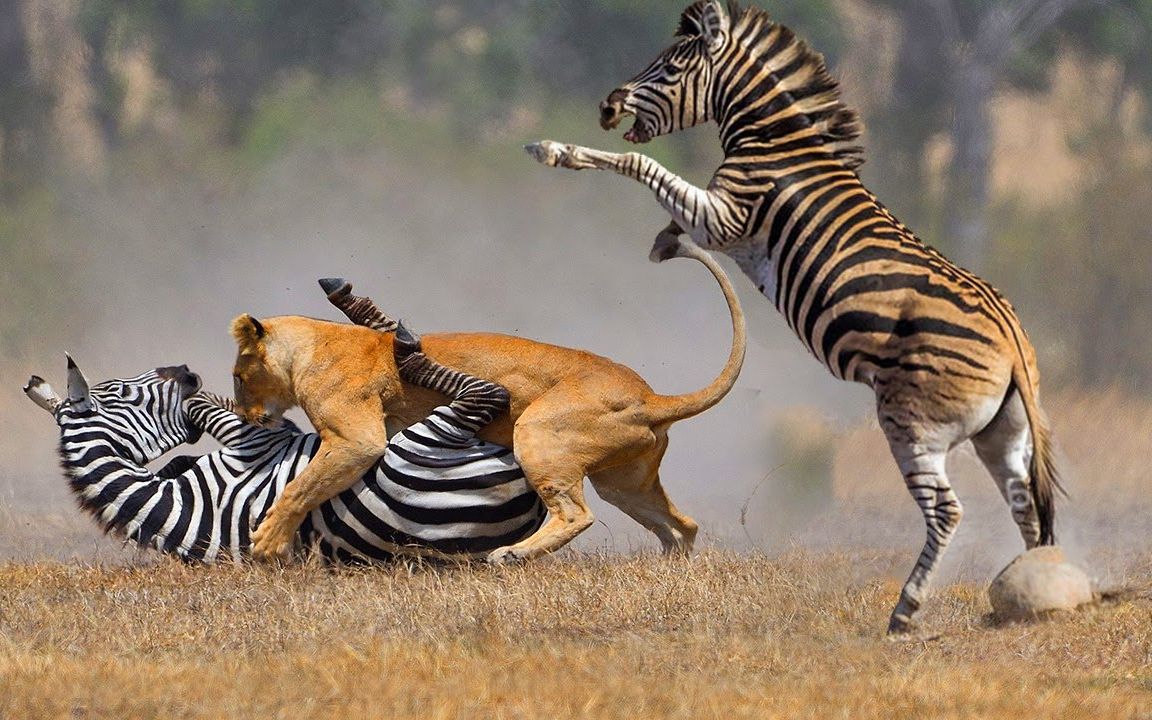 狮子伏击斑马群,小斑马惨遭狮子锁喉,没想到下一秒狮子就悲剧了_哔哩