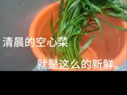 Video herunterladen: 清晨的空心菜，就是这么新鲜。