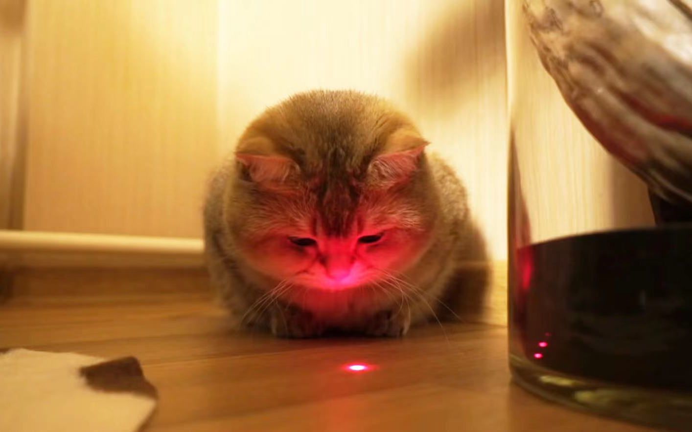 给猫咪一支激光笔会发生什么