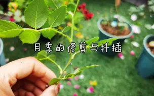 Download Video: 【月季的修剪与扦插】你也想变成绿手指吗？还不进来看看嘛