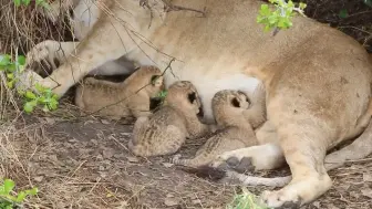 下载视频: 新生小獅子幼崽