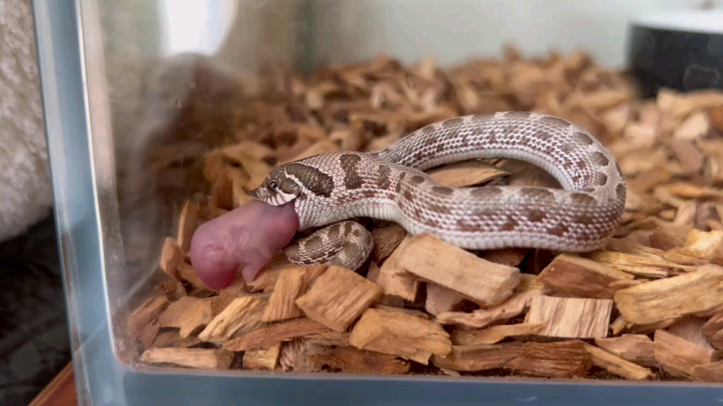 萌萌哒康达猪鼻蛇