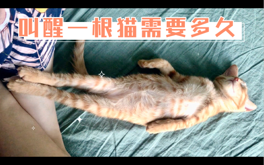 [图]叫醒一根猫需要多久，看到最后，萌进你的心巴。