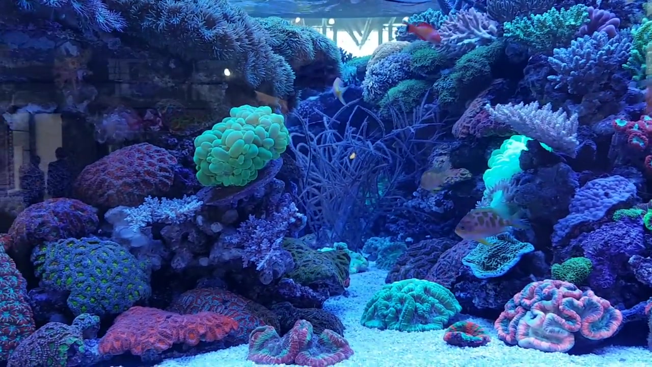 【海缸】超美的珊瑚缸汉堡动物园的珊瑚海缸
