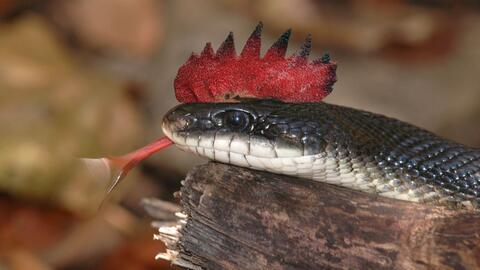 Crowing Crested Cobra