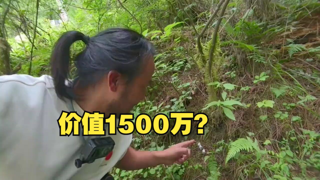 1500万的水晶兰图片图片