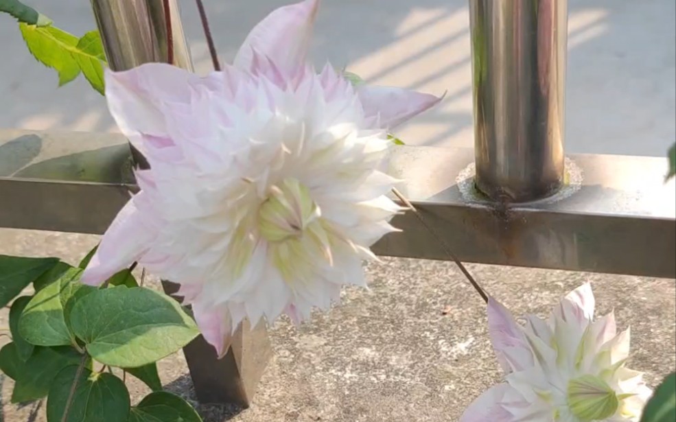 花期极长的昼天使铁线莲