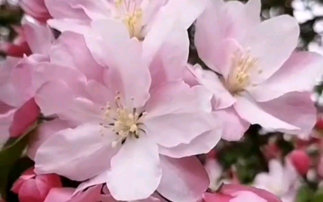 [图]清明时节雨纷纷，清晨微风渐起，丝丝凉意扫过身躯倍感刺骨，站在海棠树下回忆起往日种种，仿佛就在昨日…