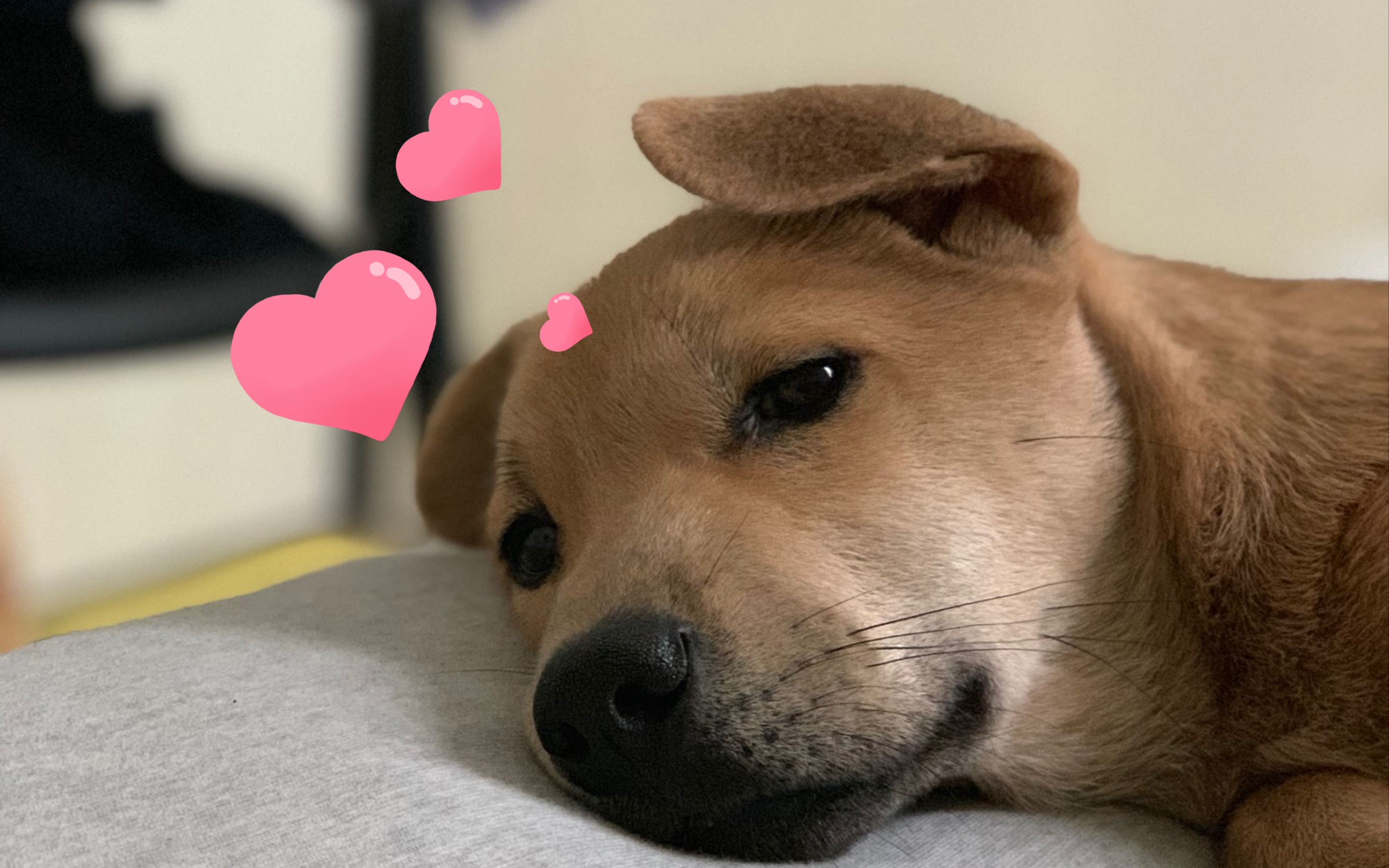 活动  【中华田园犬】小土狗酸奶正在深情款款地盯着你～大家快来捏脸