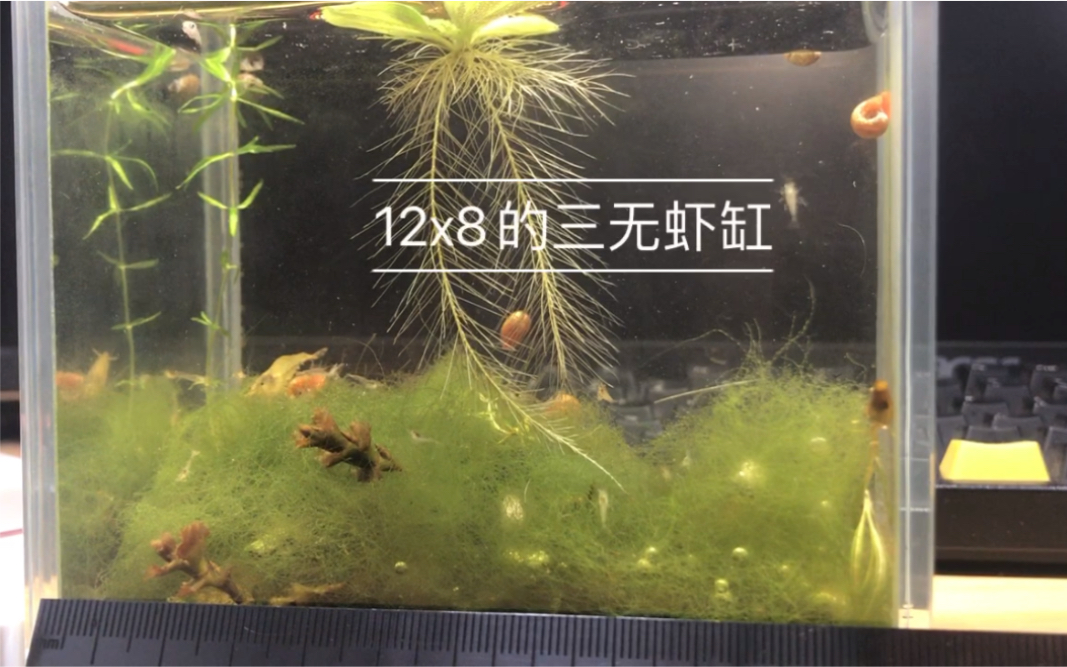 12x8的三无迷你黑壳虾缸爆缸了