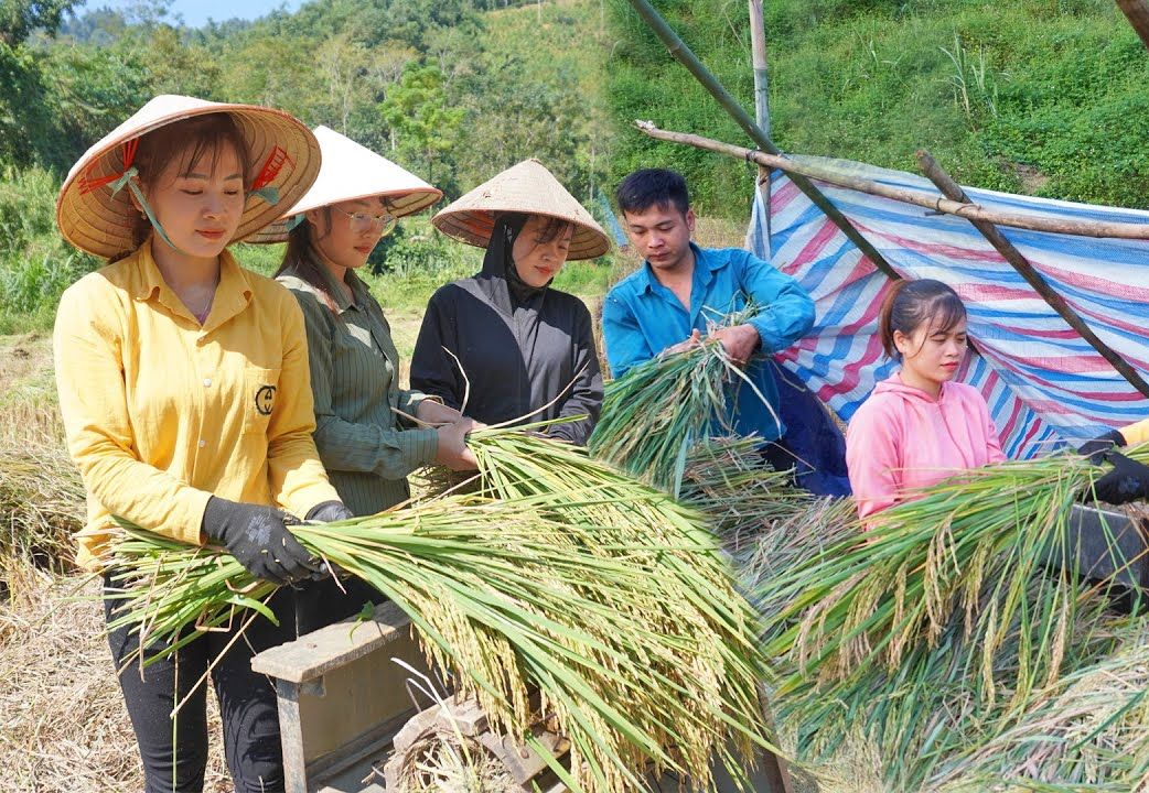 [图]帮助家人收割水稻，照顾农场