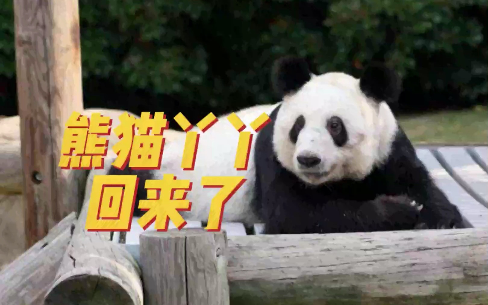 熊猫丫丫,回来啦-郑捕头-郑捕头-哔哩哔哩视频