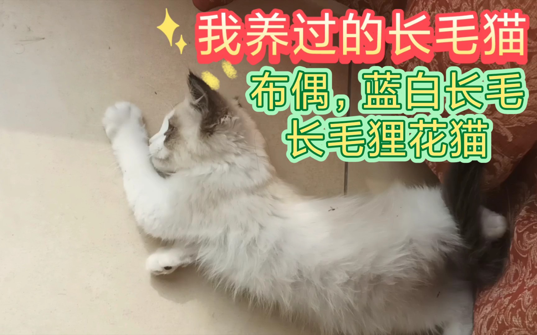 三种长毛猫,布偶,蓝白长毛,长毛狸花.俺都养过.哔哩哔哩bilibili